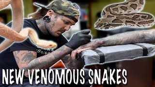 Venomous Snake Training with Gigantic Rattlesnakes [upl. by Halyk164]