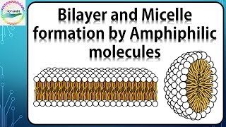 Bilayer and Micelle formation by Amphiphilic molecules [upl. by Loughlin]