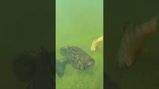 Shiner vs Largemouth Bass [upl. by Carce]