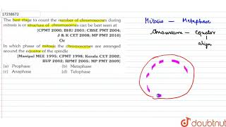 The best stageto count the number of chromosomes during mitiosis is or structure of [upl. by Giamo]