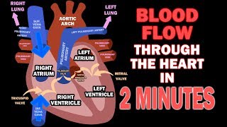 Blood Flow through the Heart in 2 MINUTES [upl. by Eniliuqcaj230]