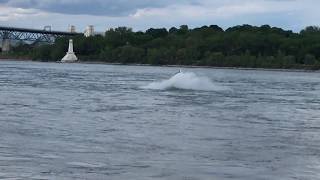 A Humpback Whale in Montreals Old Port  Un rorqual à bosse dans le VieuxPort de Montréal [upl. by Benedetta]