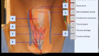 Cricothyroidotomy Anatomy [upl. by Llenahc]