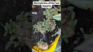 gomphrena gardeningtips gardening garden seeds seedgrown gardeningideas [upl. by Simonetta764]