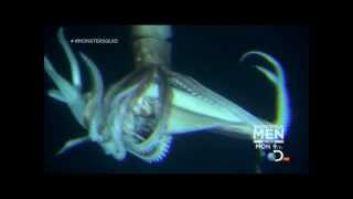 Giant Squid Architeuthis footage January 27 2013 [upl. by Elysia]