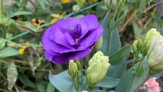 207How to grow and care Lisianthus flowerssummer flowergardening [upl. by Ariajaj565]