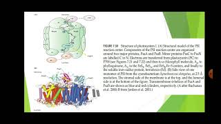 Plant Physiology Photosynthesis [upl. by Susan]