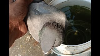 do baj kabutari pakdi Pani per utari thi Laharpurpigeonlover1 [upl. by Zetrom]