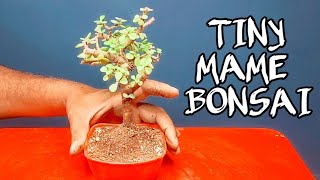 TINY MAME BONSAI HOW TO MAKE  टाइनी मामे बोनसाई बनाने का तरीक़ा  Bonsai The Art 🏝 [upl. by Eniarral645]