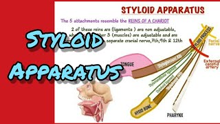 Styloid apparatus [upl. by Airotciv820]