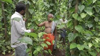 Organic betel leaves Organic viledele leaves [upl. by Hanschen47]