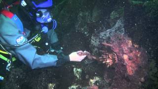 Friendly giant Pacific octopus [upl. by Bashemath]