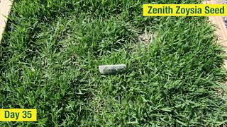 Zoysia Seed Time Lapse  Growth in the First 51 Days [upl. by Natividad976]