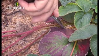 Calendrier du jardinier septembre  que faire au jardin ou sur la terrasse  Truffaut [upl. by Hamehseer]