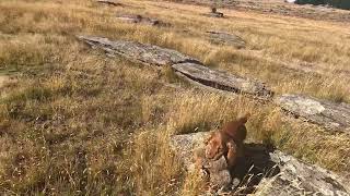 Archie The Working Cocker Spaniel hunting rabbits 27 01 24 [upl. by Sira847]