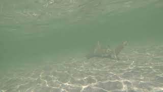 Shark in Miami Crandon Beach between people [upl. by Kan]