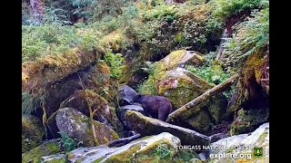 Tongass National Forest Alaska  Meet the Bears of the Falls and Caves July 24 2024 [upl. by Leahcym289]