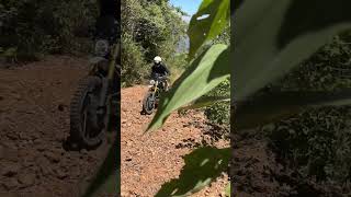 Triumph Scrambler 1200 XE in the woods triumphscrambler1200xe [upl. by Auhsoj316]