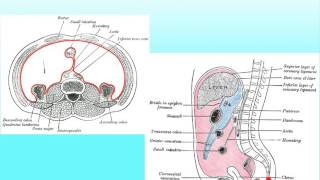 DigSys B Peritoneal Cavity [upl. by Alonzo]