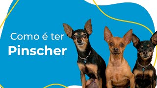 COMO É TER UM PINSCHER COMPORTAMENTO CUIDADOS ESSENCIAIS E CURIOSIDADES [upl. by Artened]