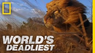 Lion Pack vs Buffalo  Worlds Deadliest [upl. by Liane]