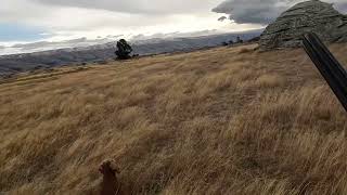 Working Cocker Spaniel Owen hunting rabbits 120624 [upl. by Shank703]