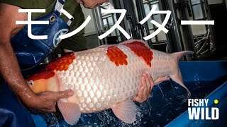 Ultimate Guide to Stunning Koi Expert Tips and Breathtaking Footage [upl. by Reseda]