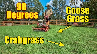 Lawn Care August  Heat  Crabgrass  Goosegrass  Common Bermuda [upl. by Arodal]