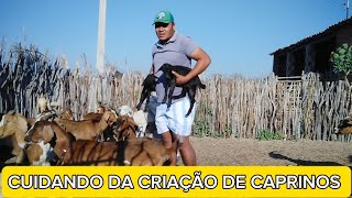 A luta diária com as cabras paridas [upl. by Marcelline]