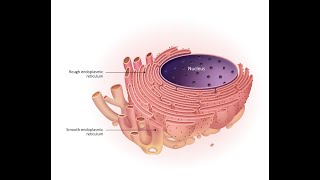 Histology Cytology and histophysiology Physiocytology of the endoplasmic reticulum [upl. by Harv]