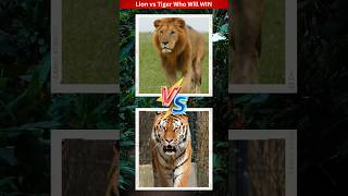 शेर और बाघ की लड़ाई  Lion vs Tiger Who will WIN🦁🐯 lionvstiger tigers lions animals [upl. by Aliuqahs]