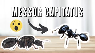 Une Nymphe Enorme Chez Les Messor Capitatus 😱🐜 [upl. by Rinum]