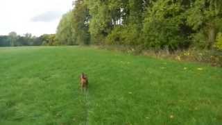 Epileptischer Anfall beim Gassigehen  Epileptic seizure during a dog walk [upl. by Nahaj726]