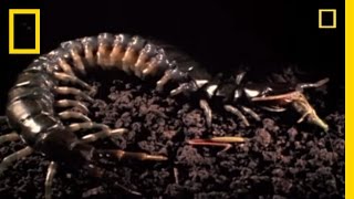 Snake vs Centipede  National Geographic [upl. by Hserus]