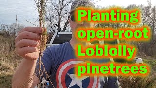 Planting 2000 Loblolly Pine Trees  and some bee stuff [upl. by Stark]