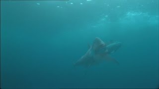 REAL MEGALODON SHARK CAUGHT ON CAMERA EVIDENCE 2014 [upl. by Akemahs]