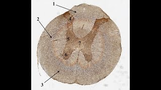 Histologi läkarprogrammet t2 CNS PNS och muskler [upl. by Ahsilak]