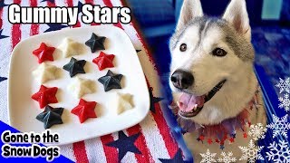 DIY DOG ICE CREAM Neapolitan Ice Cream for Dogs  Snow Dogs Snacks 51  Dog Treats [upl. by Peh]