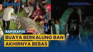 Buaya Berkalung Ban di Palu yang Viral Ditangkap Kini Ban telah Dilepas Warga [upl. by Rani]