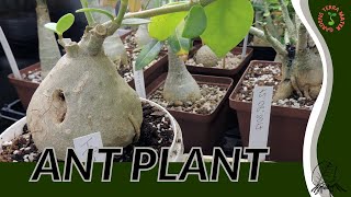 ANT PLANT Information and Growing Tips Hydnophytum formicarum [upl. by Beatriz94]