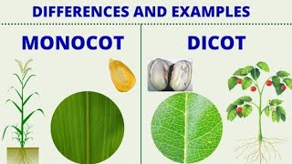 एक बीजपत्री और द्विबीजपत्री पौधों में अंतर Difference between monocotyledons and Dicotyledons [upl. by Reedy353]