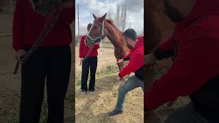 Fetlock Mobilization [upl. by Neelrad356]