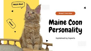 Maine Coon Personality A Full Breed Overview and Why Theyre Awesome [upl. by Leaffar304]