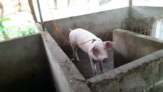 PIGGERY FARM 🐖 CAREFUL EVERYONE NEED JUD NATU GENERAL CLEANING FOR SAFETY MGA BABOY [upl. by Edmee]