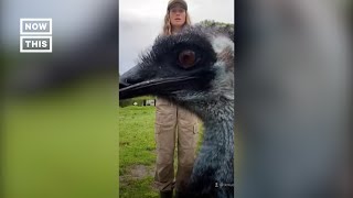 Emu Goes TikTok Viral for Messing With Caretakers Phone [upl. by Ardua]