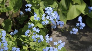 Brunnera macrophylla Siberian bugloss  FarmerGracycouk [upl. by Meikah544]