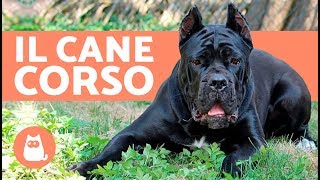 Cane Corso italiano documentario – Carattere e addestramento del cane Corso [upl. by Lourdes]