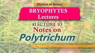 Lecture 10  Polytrichum Life Cycle Important Bryophytes  Bryophyta Lecture Notes [upl. by Burne]