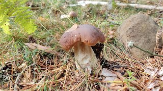 ¡¡BROTAN BOLETUS EDULIS y NISCALOS 280924 [upl. by Gaylene]