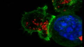 ASCB Celldance 2014Cytotoxic TCells on PatrolAlex Ritter HD [upl. by Watts]